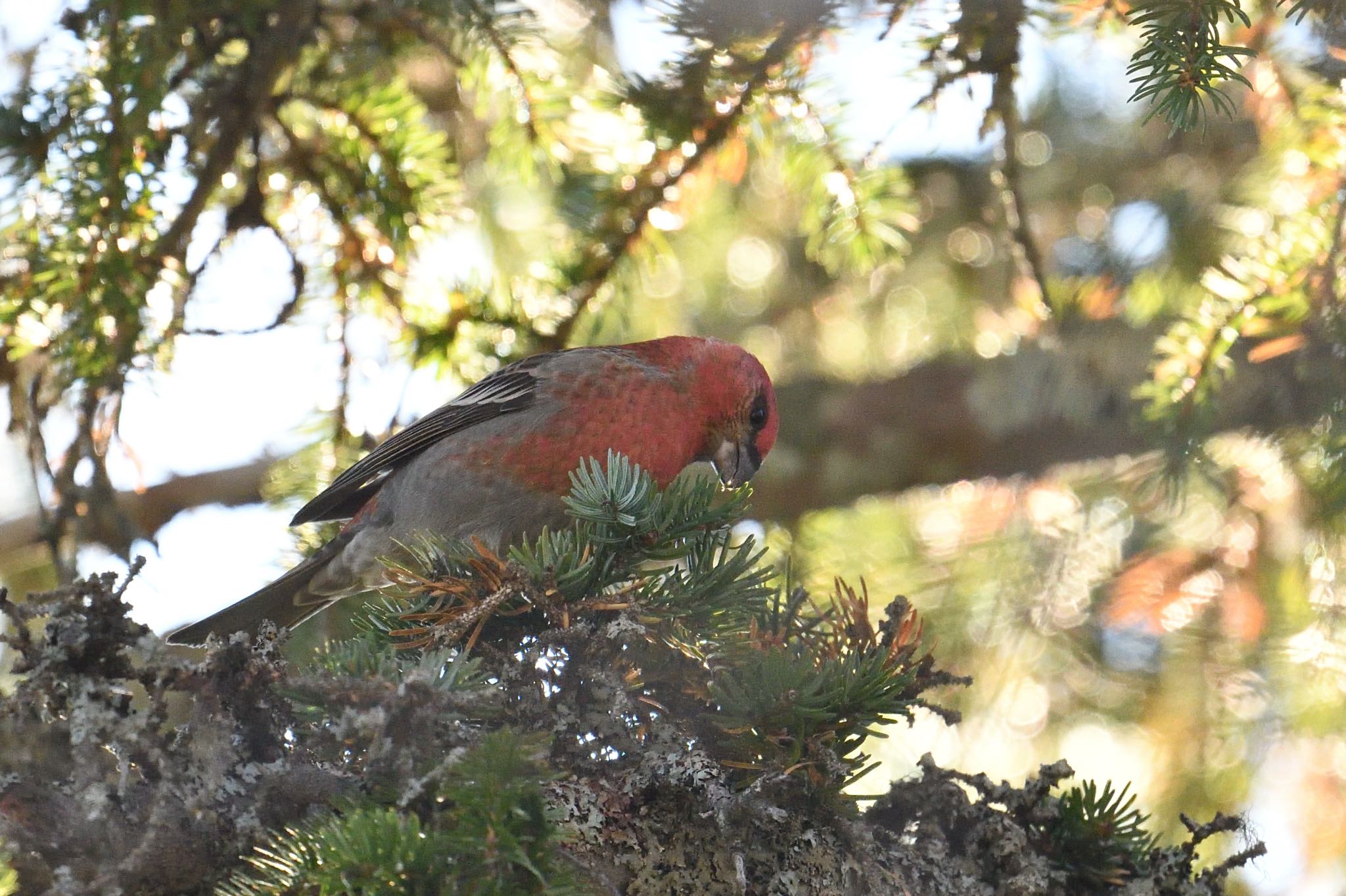 Pine Grosbeak