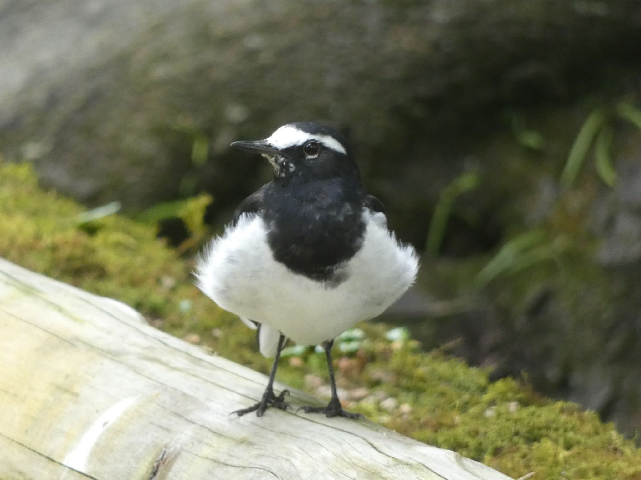 Japanese Wagtail