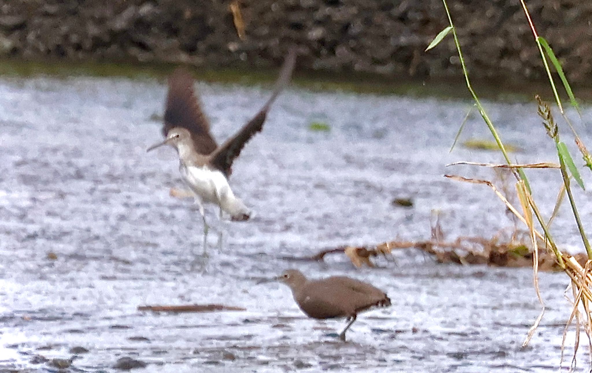 Green Sandpiper