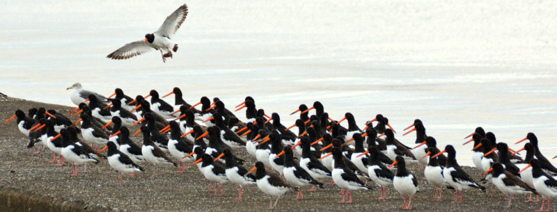 Eurasian Oystercatcher