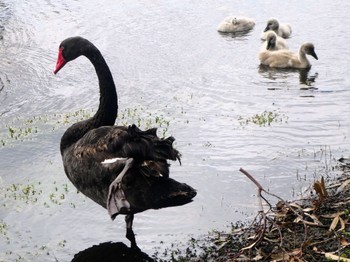 Black Swan Herdsman Lake Sun, 10/8/2023