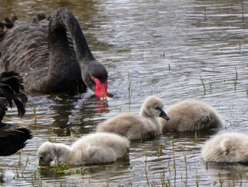 Black Swan Herdsman Lake Sun, 10/8/2023