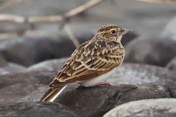 Eurasian Skylark 狭山湖堤防 Sat, 10/21/2023