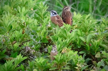 Meadow Bunting 狭山湖堤防 Sat, 10/21/2023