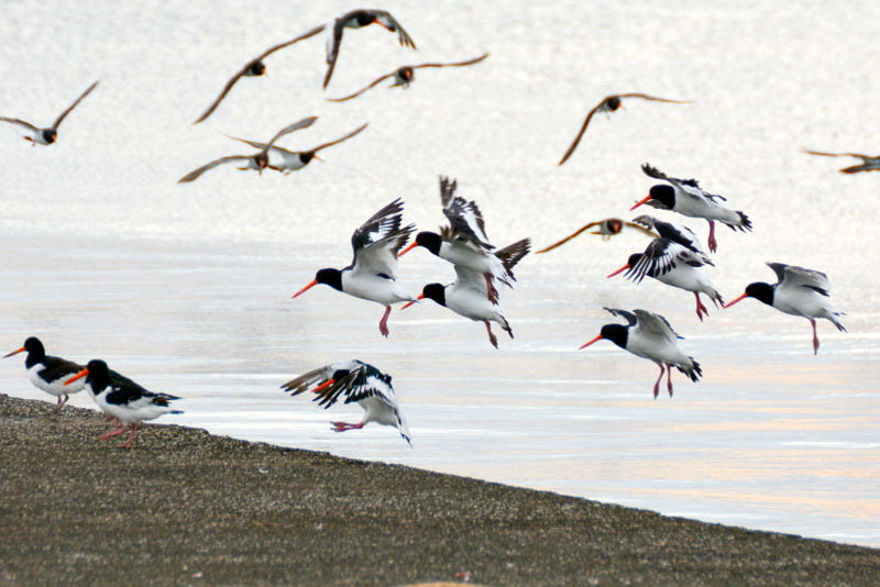 Eurasian Oystercatcher