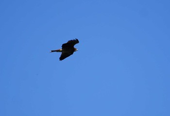 2018年9月28日(金) 猪子山の野鳥観察記録