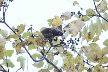 マミチャジナイ 戸隠森林植物園(戸隠森林公園) 2023年10月22日(日)