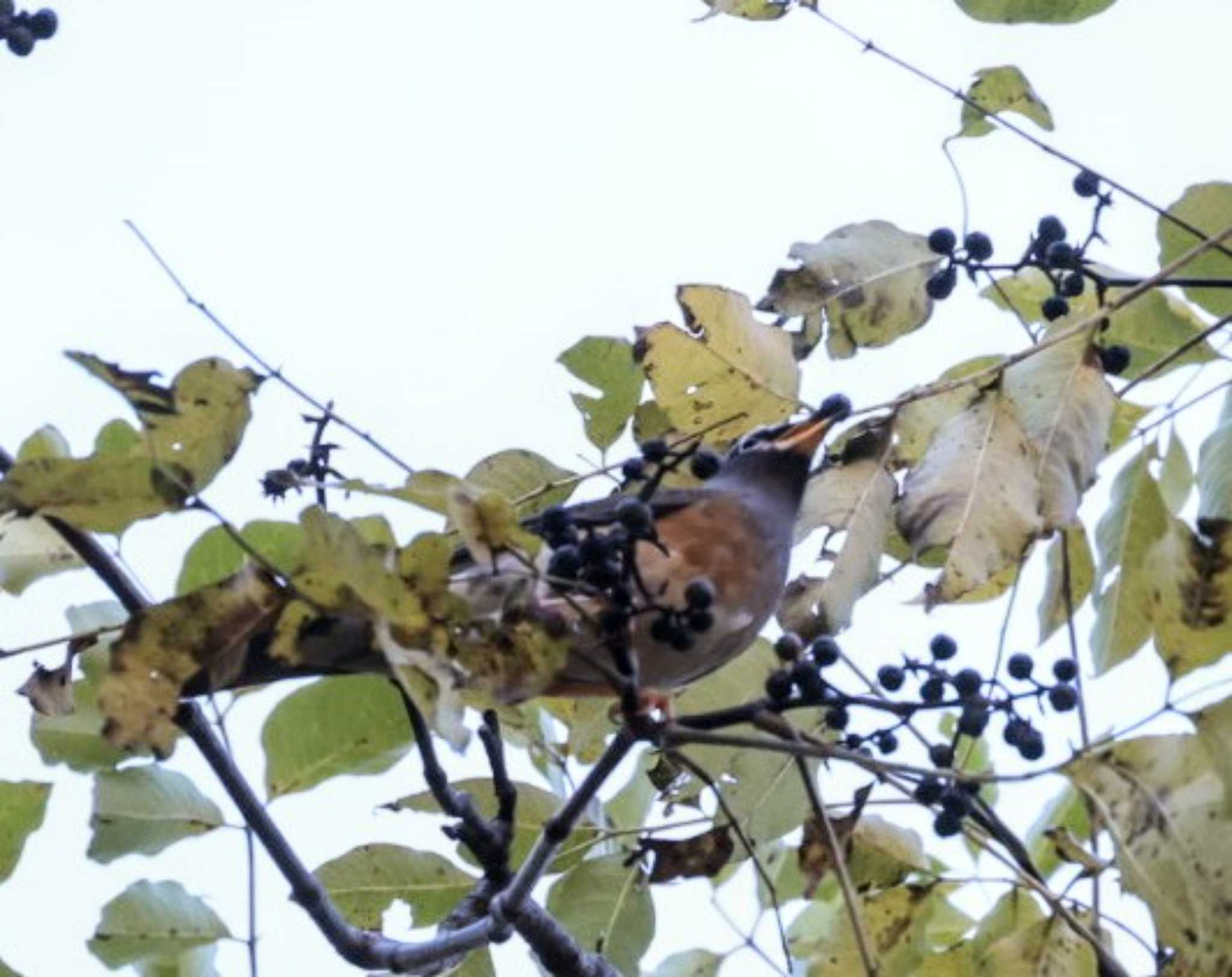 Eyebrowed Thrush