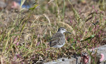 Wood Sandpiper Inashiki Sun, 10/22/2023