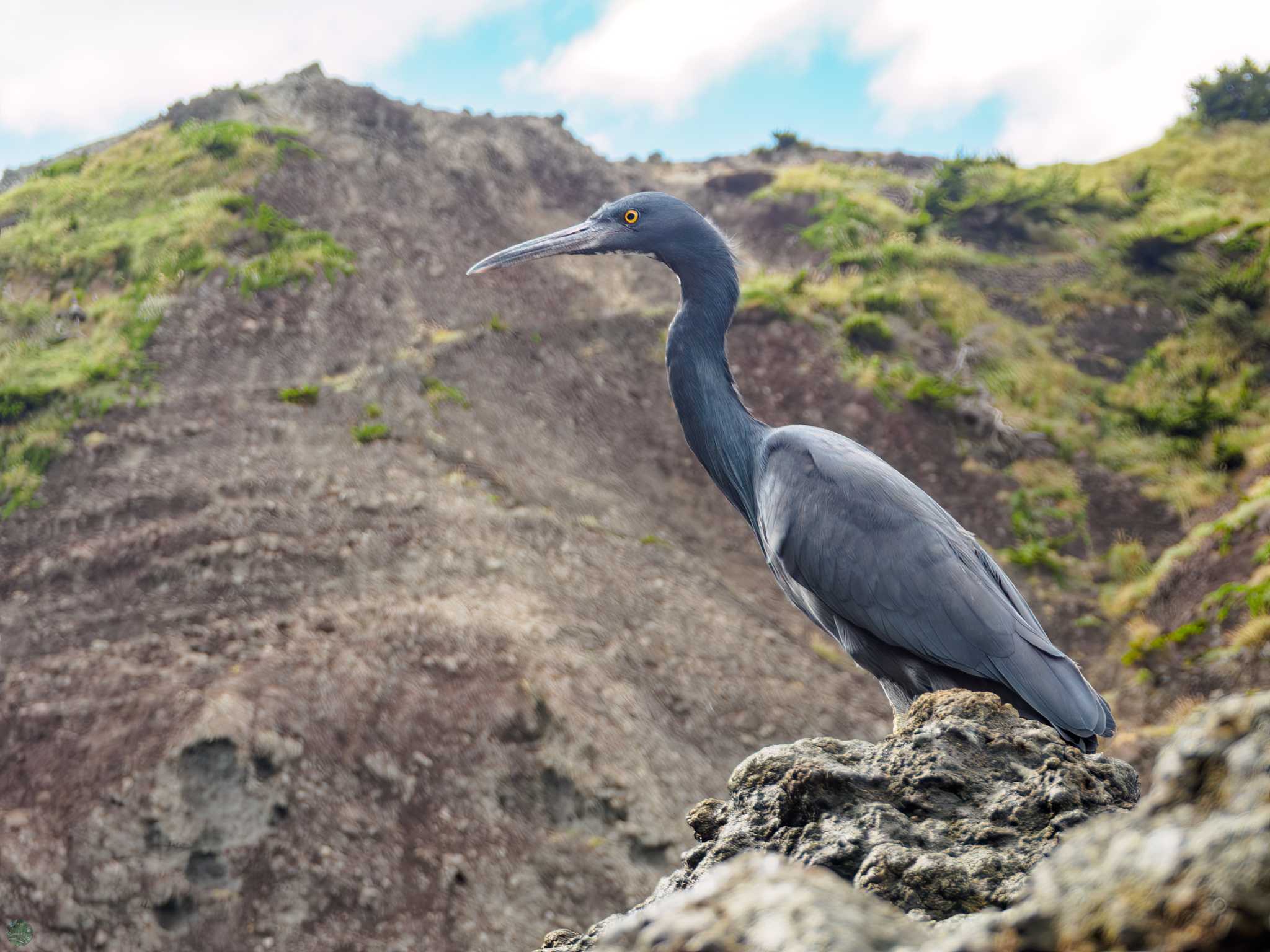 Pacific Reef Heron