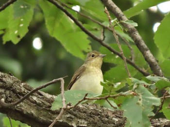 Narcissus Flycatcher 杁ヶ池公園 Mon, 10/16/2023