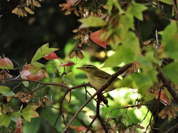 Kamchatka Leaf Warbler 杁ヶ池公園 Tue, 10/17/2023