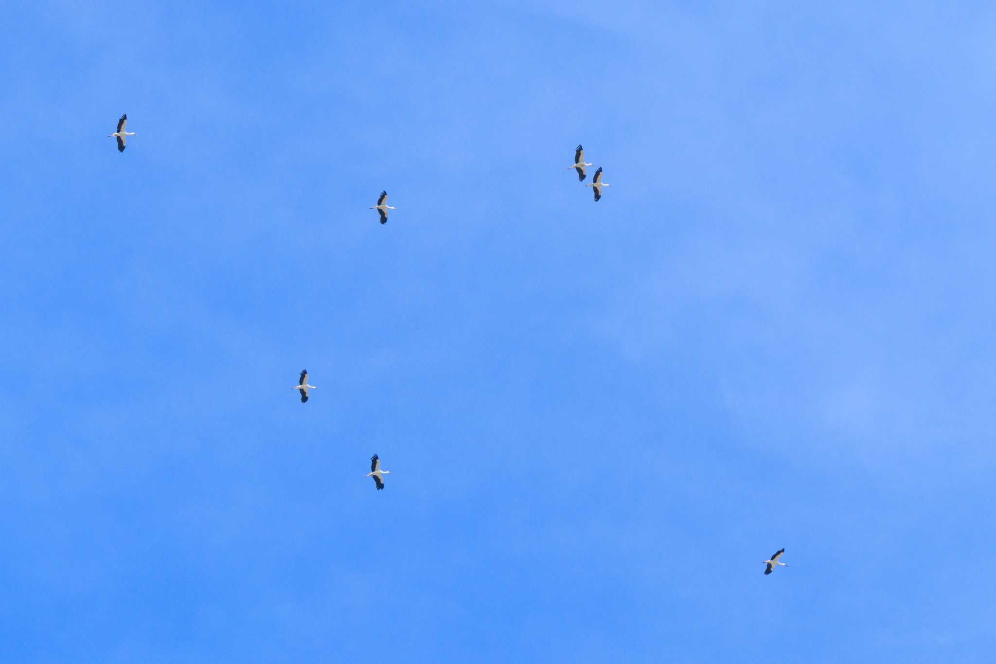 金ヶ崎公園(明石市) コウノトリの写真 by ときのたまお