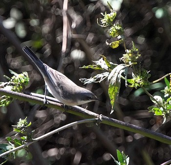 Lesser Whitethroat 東京都多摩地域 Sun, 10/22/2023