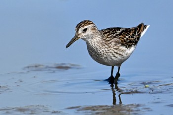 Long-toed Stint Unknown Spots Thu, 10/12/2023