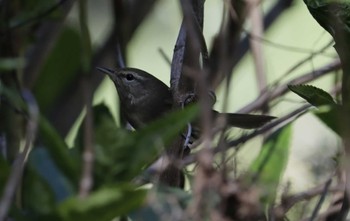 Japanese Bush Warbler 和歌山市 Tue, 10/24/2023