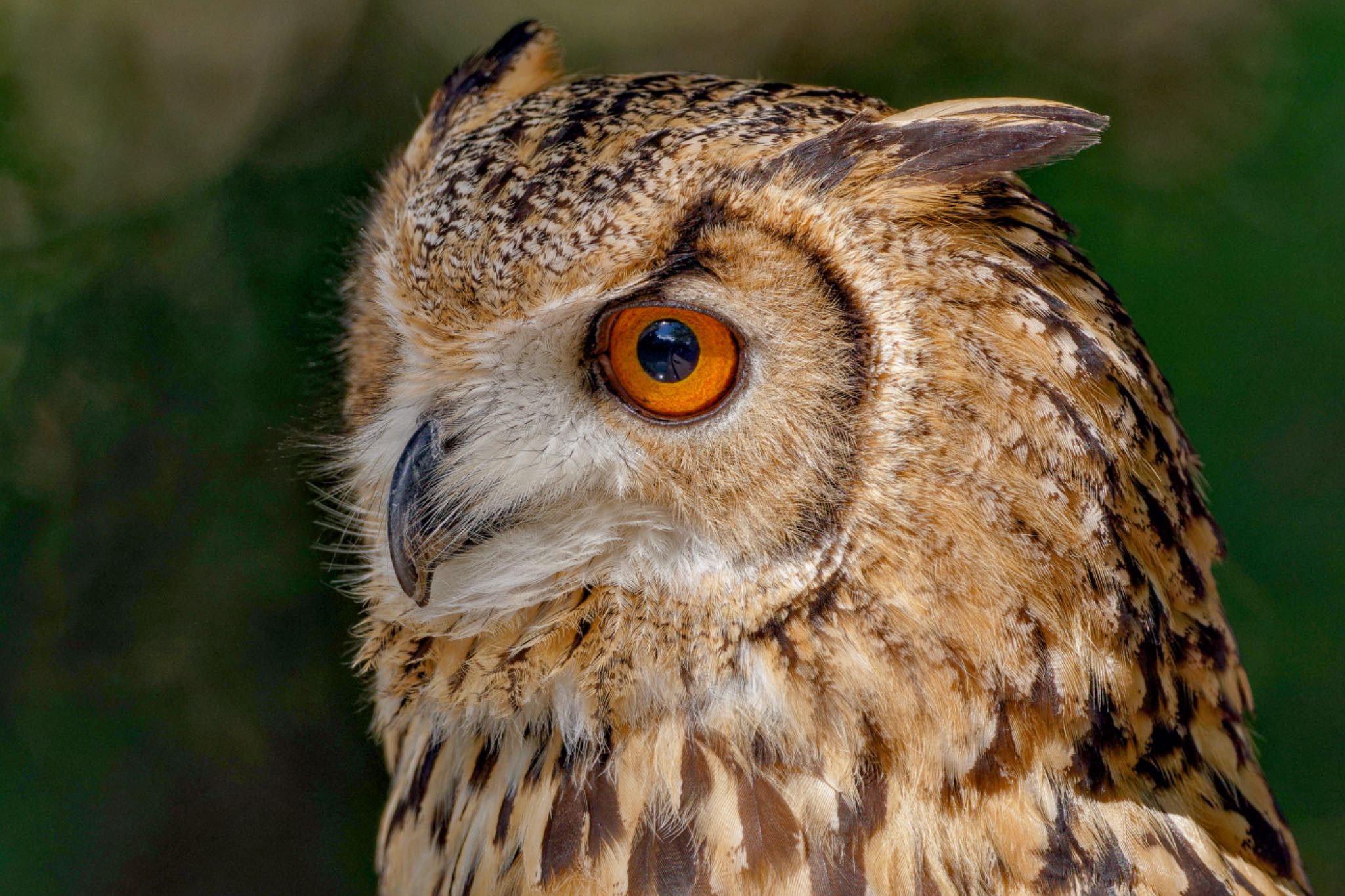 Photo of Eurasian Eagle-Owl at 東京都多摩地域 by アポちん