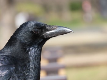 Carrion Crow Toneri Park Unknown Date