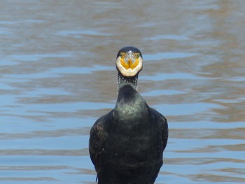 Great Cormorant Toneri Park Unknown Date