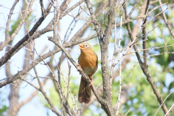 ガビチョウ 荒川河川敷 撮影日未設定