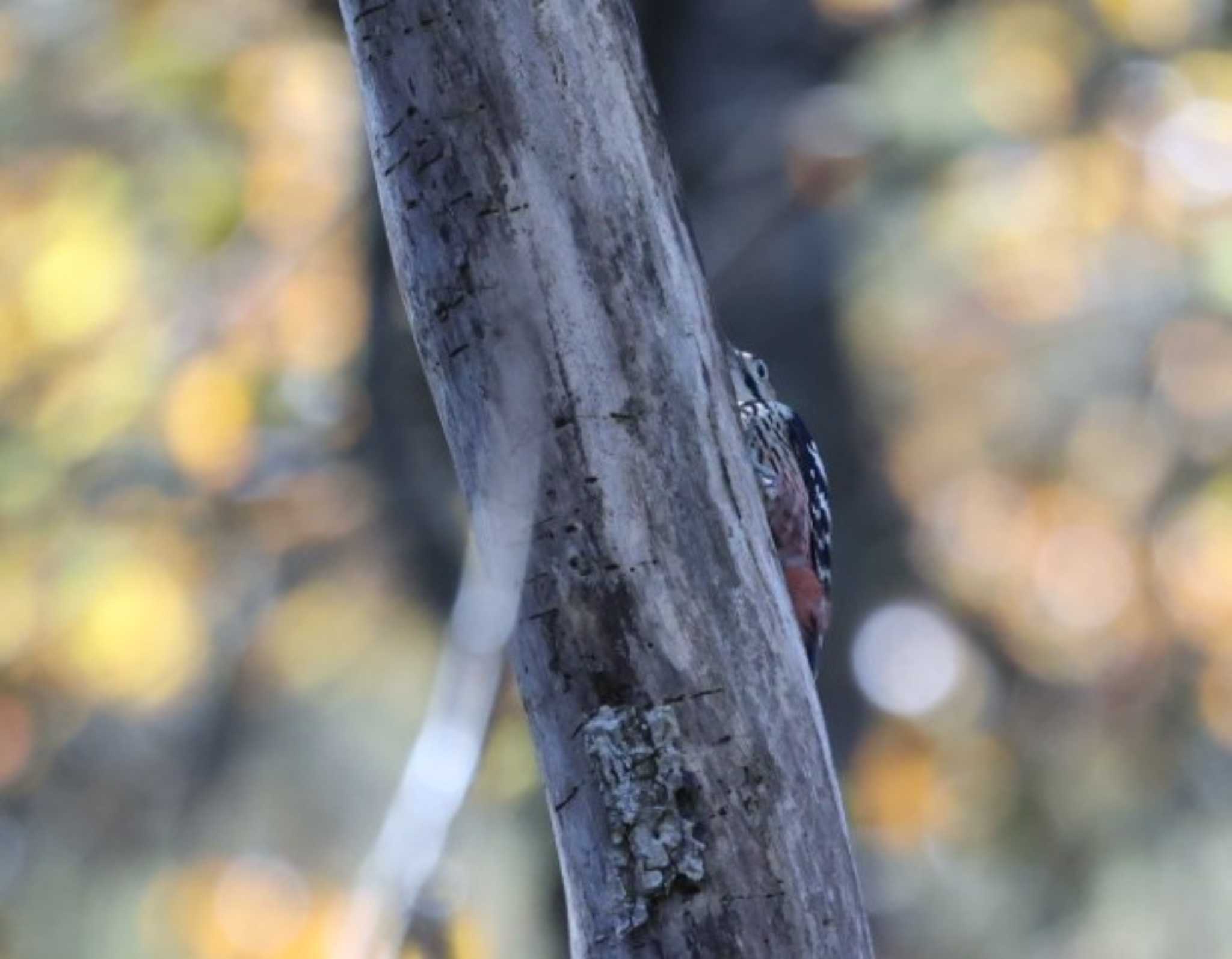 White-backed Woodpecker