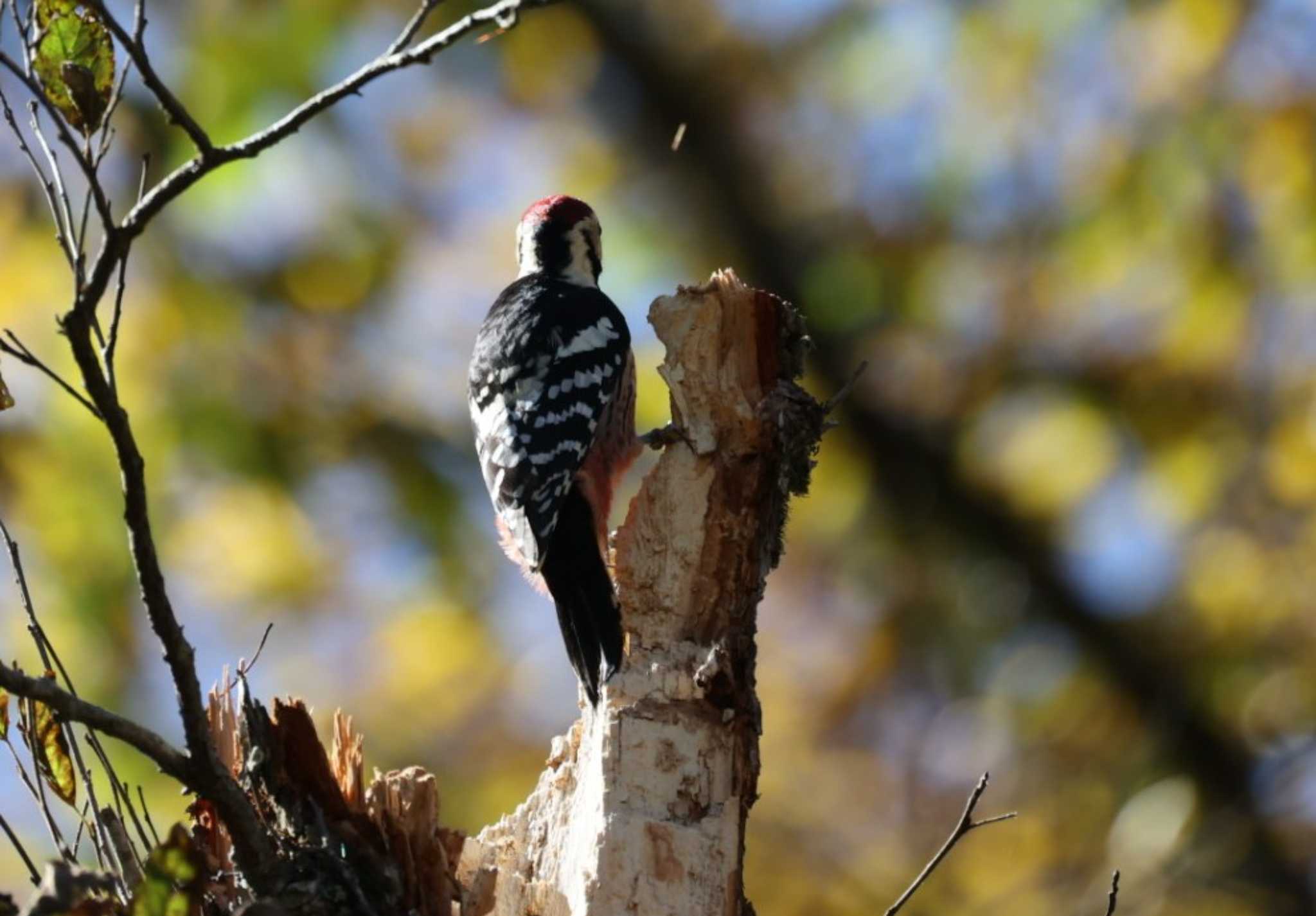 White-backed Woodpecker