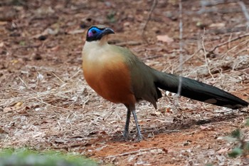 Giant Coua