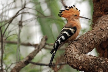 Madagascar Hoopoe