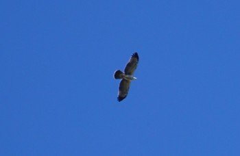 Crested Honey Buzzard 猪子山 Fri, 9/28/2018