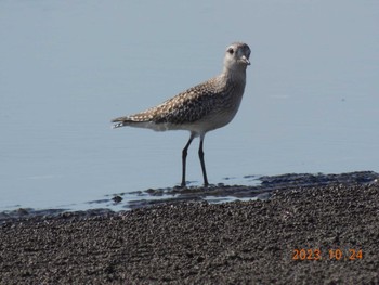 ダイゼン ふなばし三番瀬海浜公園 2023年10月24日(火)