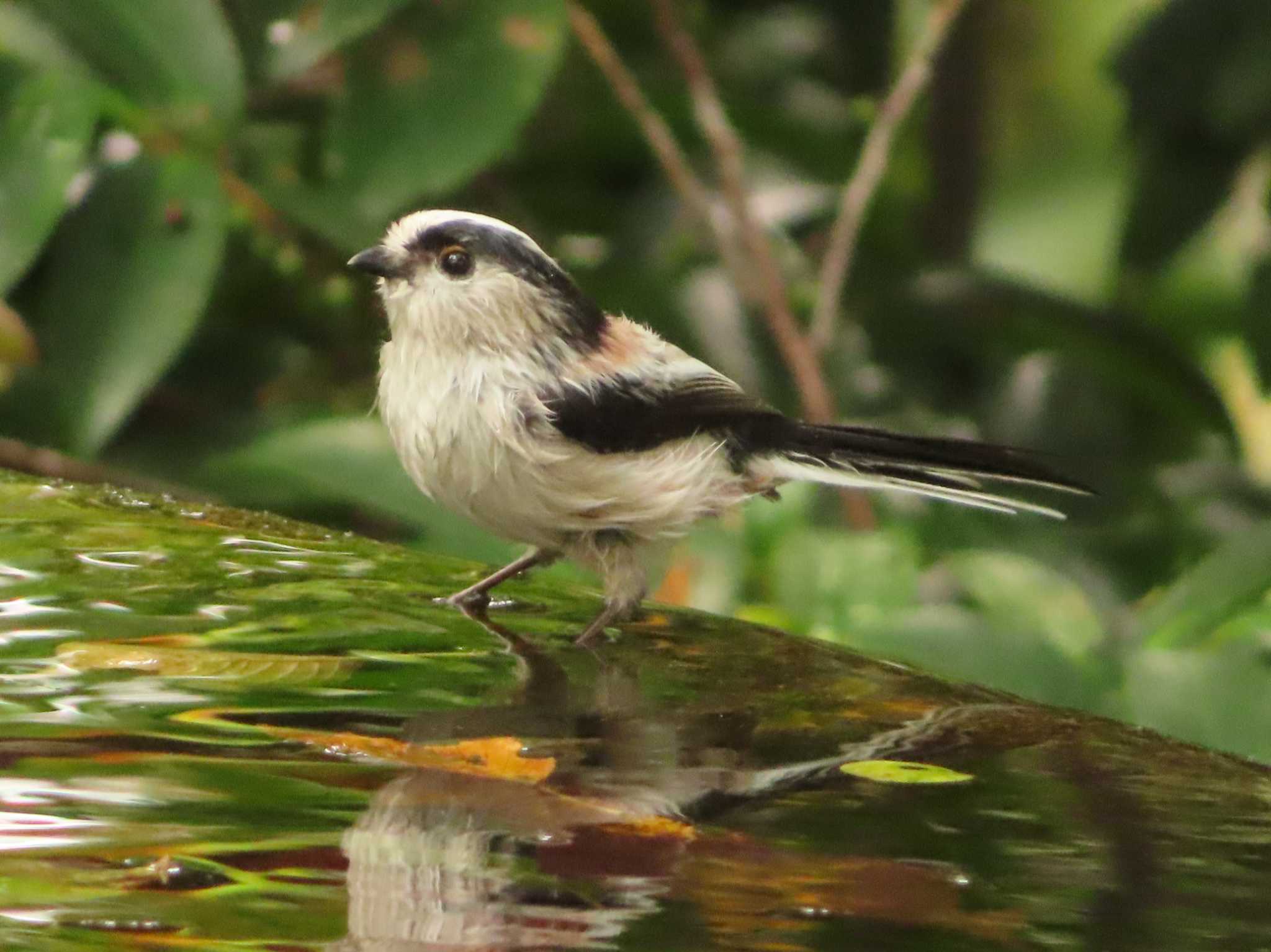 Long-tailed Tit