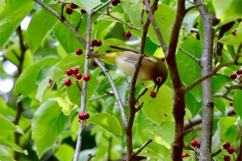 2023年10月21日(土) トトロの森(所沢市)の野鳥観察記録