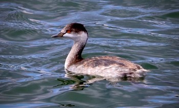 ハジロカイツブリ 狭山湖堤防 2023年10月21日(土)