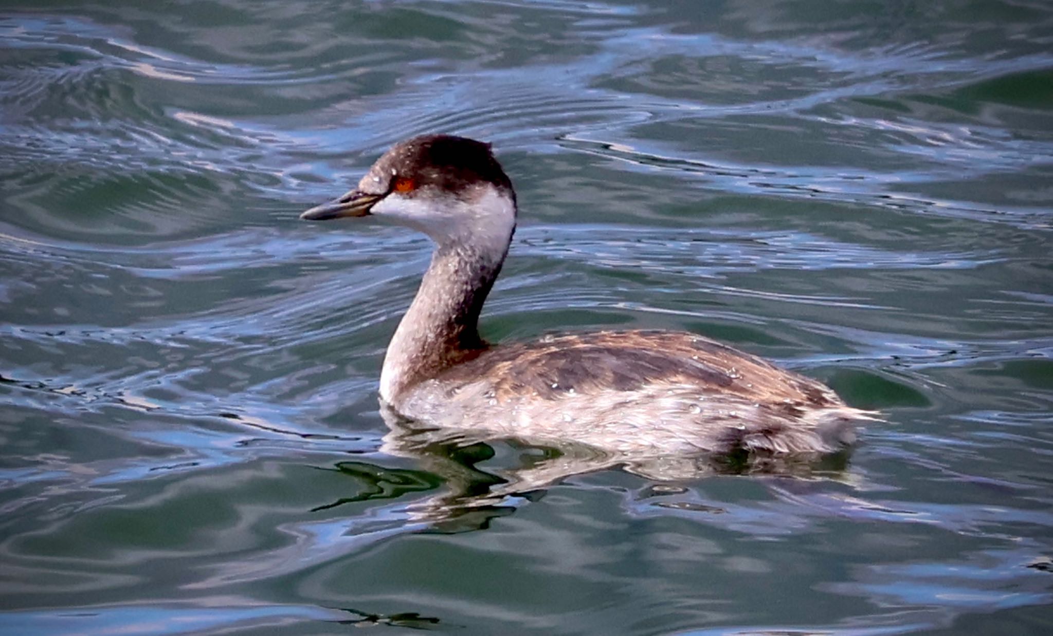 Black-necked Grebe