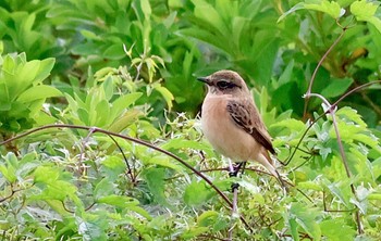 Amur Stonechat 狭山湖堤防 Sat, 10/21/2023