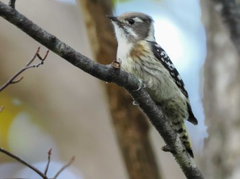 Japanese Pygmy Woodpecker(seebohmi) 左股川緑地(札幌市西区) Wed, 10/25/2023