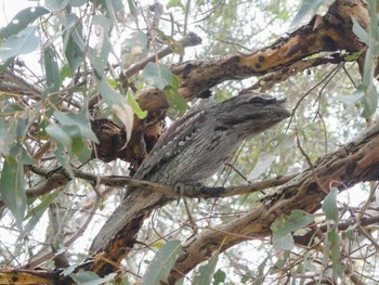 Tawny Frogmouth Herdsman Lake Sun, 10/8/2023