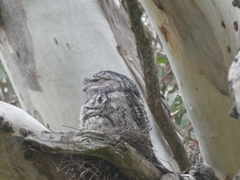 Tawny Frogmouth Herdsman Lake Sun, 10/8/2023