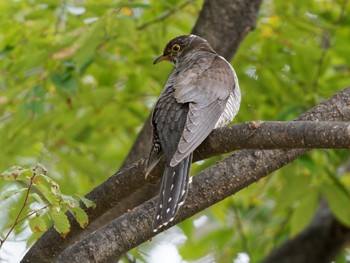 Common Cuckoo 尼崎市農業公園 Sat, 10/21/2023