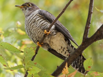 Common Cuckoo 尼崎市農業公園 Sat, 10/21/2023