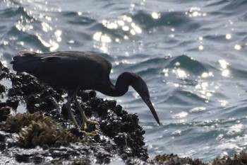 Pacific Reef Heron 江ノ島 Thu, 10/19/2023