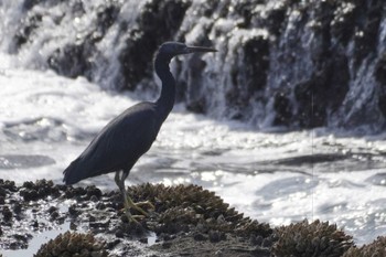 Pacific Reef Heron 江ノ島 Thu, 10/19/2023