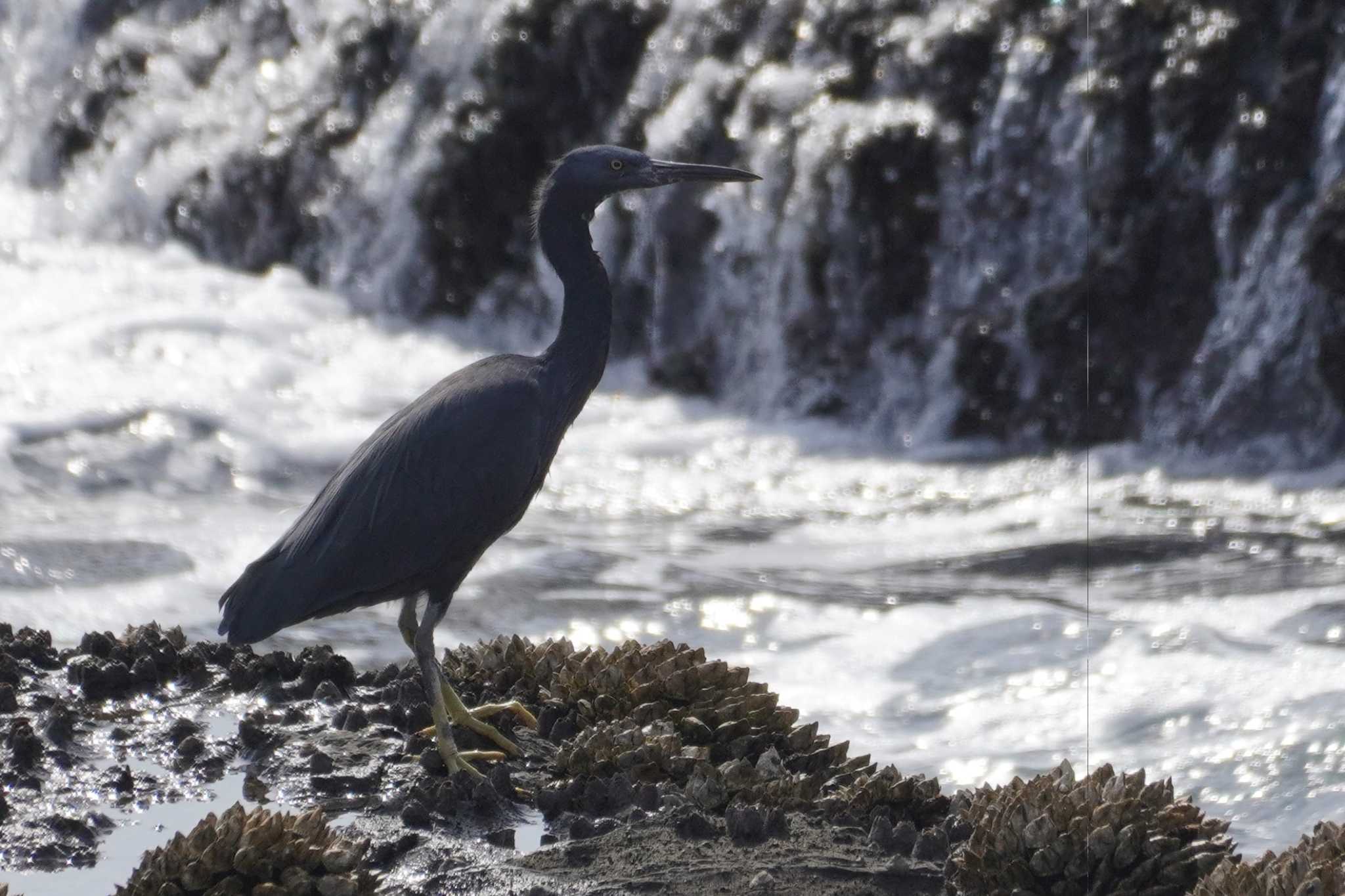 江ノ島 クロサギの写真