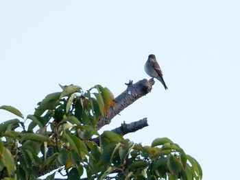 Dark-sided Flycatcher Unknown Spots Fri, 9/28/2018