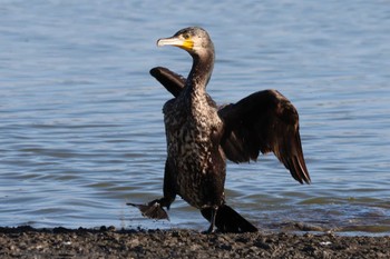 カワウ 伊佐沼 2023年10月24日(火)