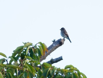 Dark-sided Flycatcher Unknown Spots Fri, 9/28/2018