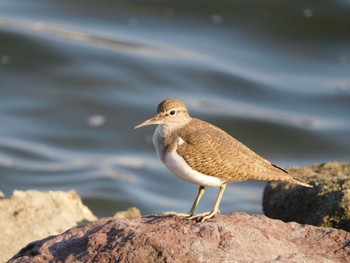 イソシギ 東京港野鳥公園 2023年10月21日(土)