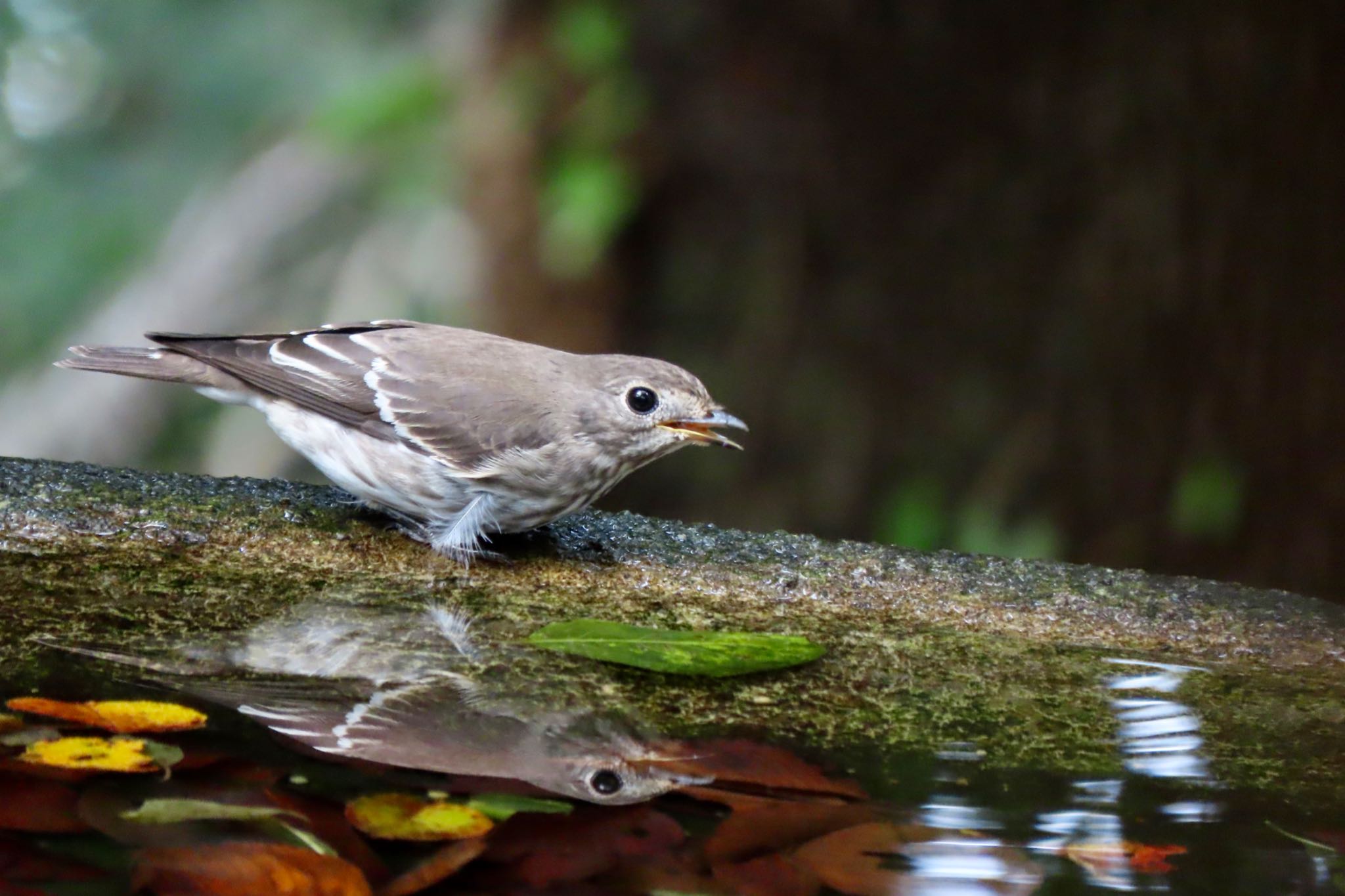 権現山(弘法山公園) エゾビタキの写真