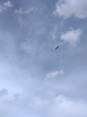 Black-headed Gull 多摩川 Wed, 10/25/2023