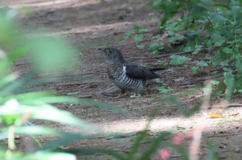 Lesser Cuckoo Mizumoto Park Sun, 10/22/2023